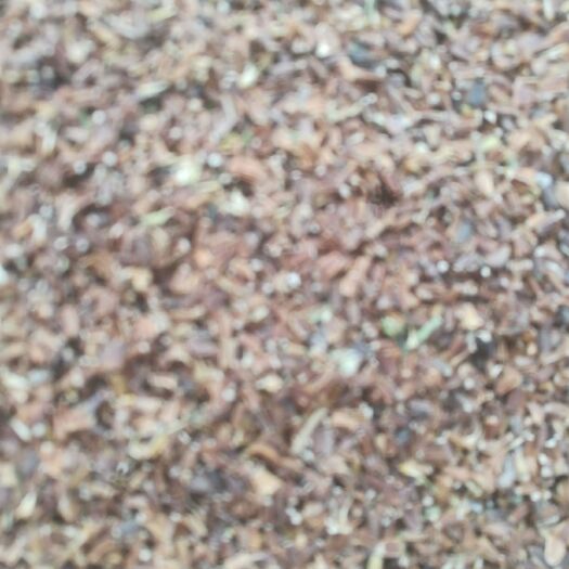 木垒县小叶茼蒿种子