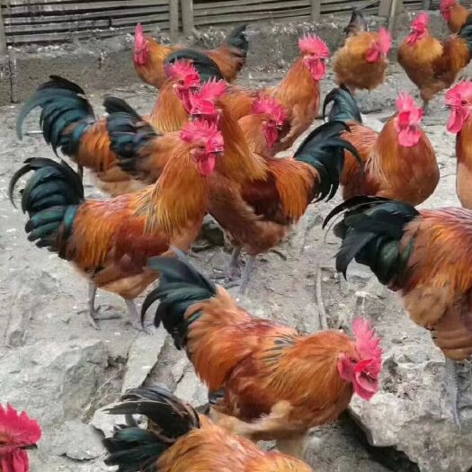 重庆市 红瑶鸡苗