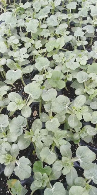 羊角脆甜瓜苗 基地直供,保证品质,保证质量,免费技术指导.