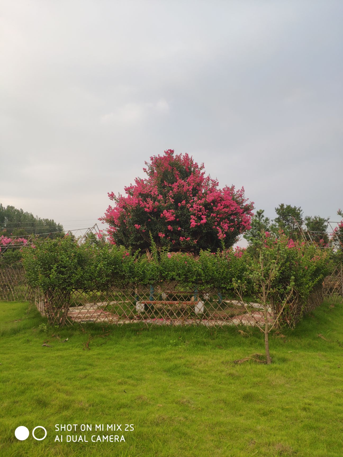 造型紫薇 紫薇花瓶 海棠花瓶 花瓶骨架 花瓶模具