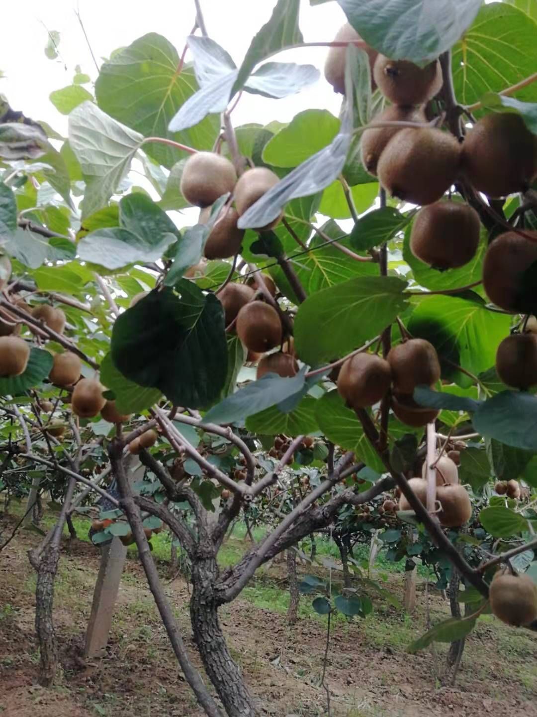 徐香猕猴桃 100~120克