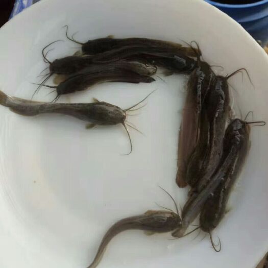 台山市埃及塘鲺  新苗开始出售