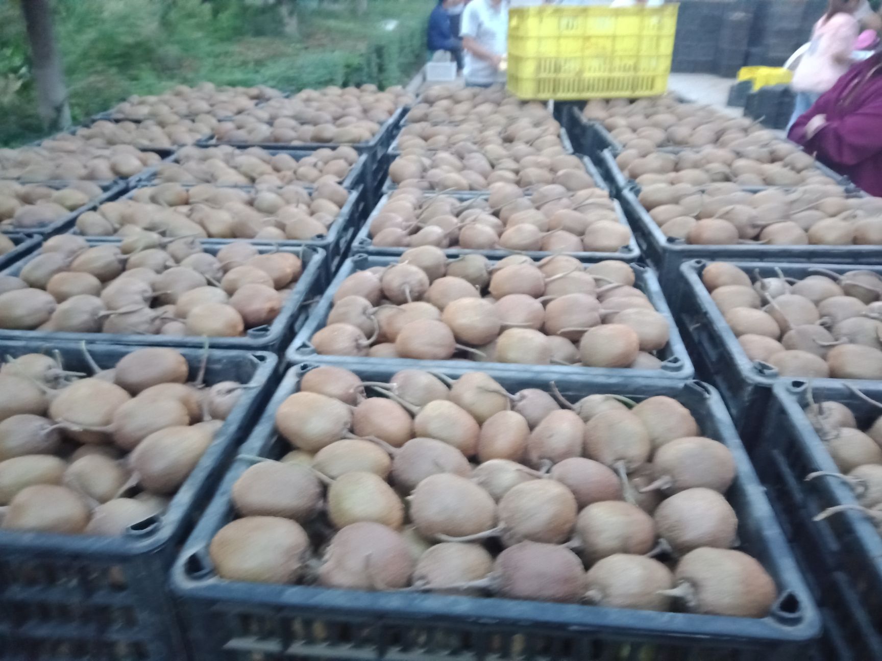 徐香猕猴桃 徐香弥猴桃高中低档！火热买卖交易中！客户积极性高