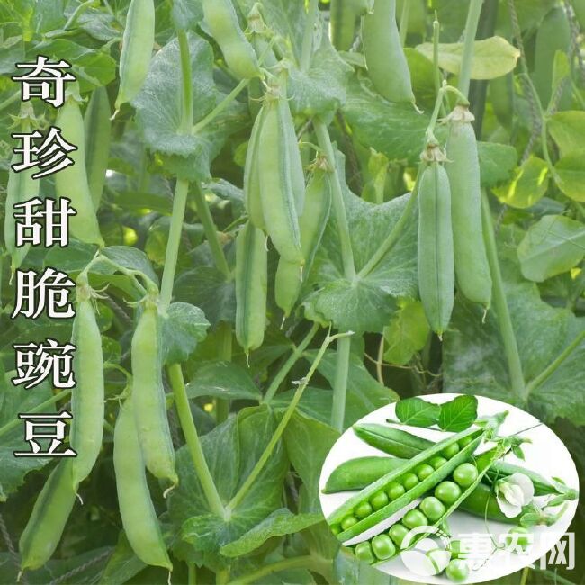 奇珍甜脆豌豆种子长寿豌豆仁甜豆蔬菜籽农家四季种植 豆荚