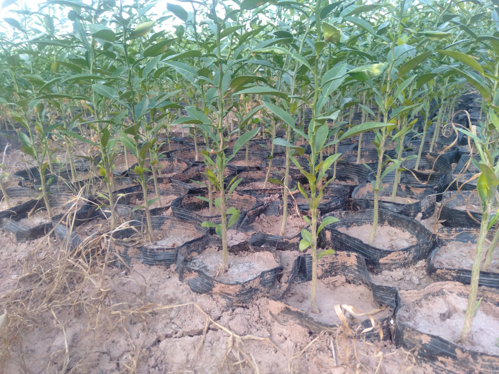 香橙苗 香橙杯苗