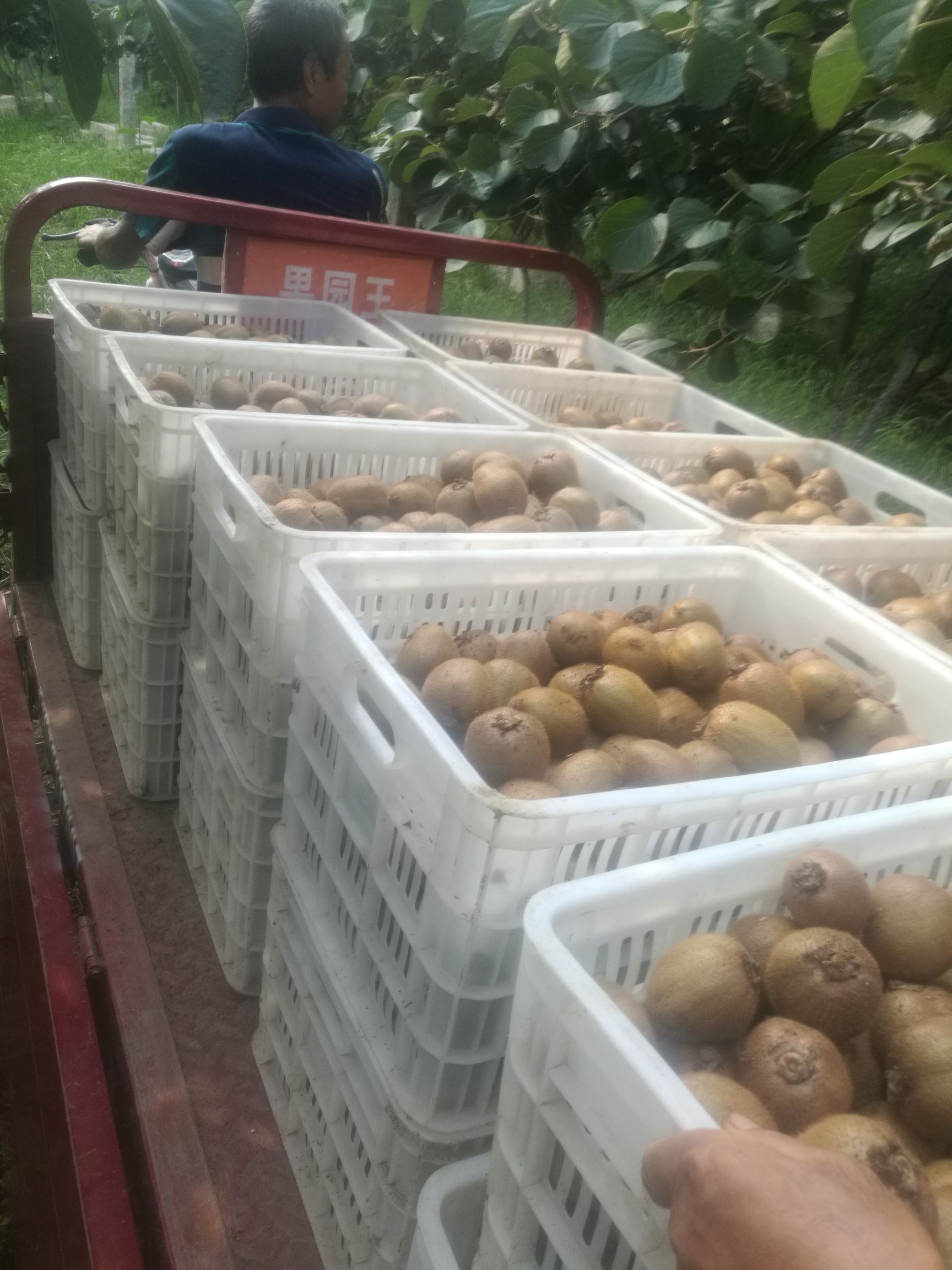 周至猕猴桃 60岁老人在发快递，货真价实，，100克起大果到15o克，