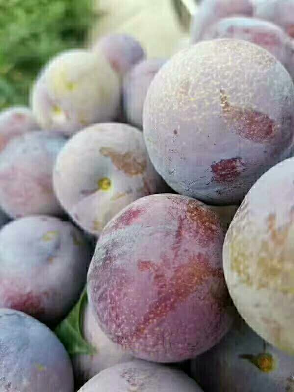 脆红李 大量上市，承接各大微商电商平台，一件代发，