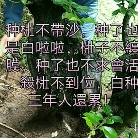 井研县金弹子  金蛋子胡芦果和血红果苗支持视频选桩，看好那个选那个诚信第一