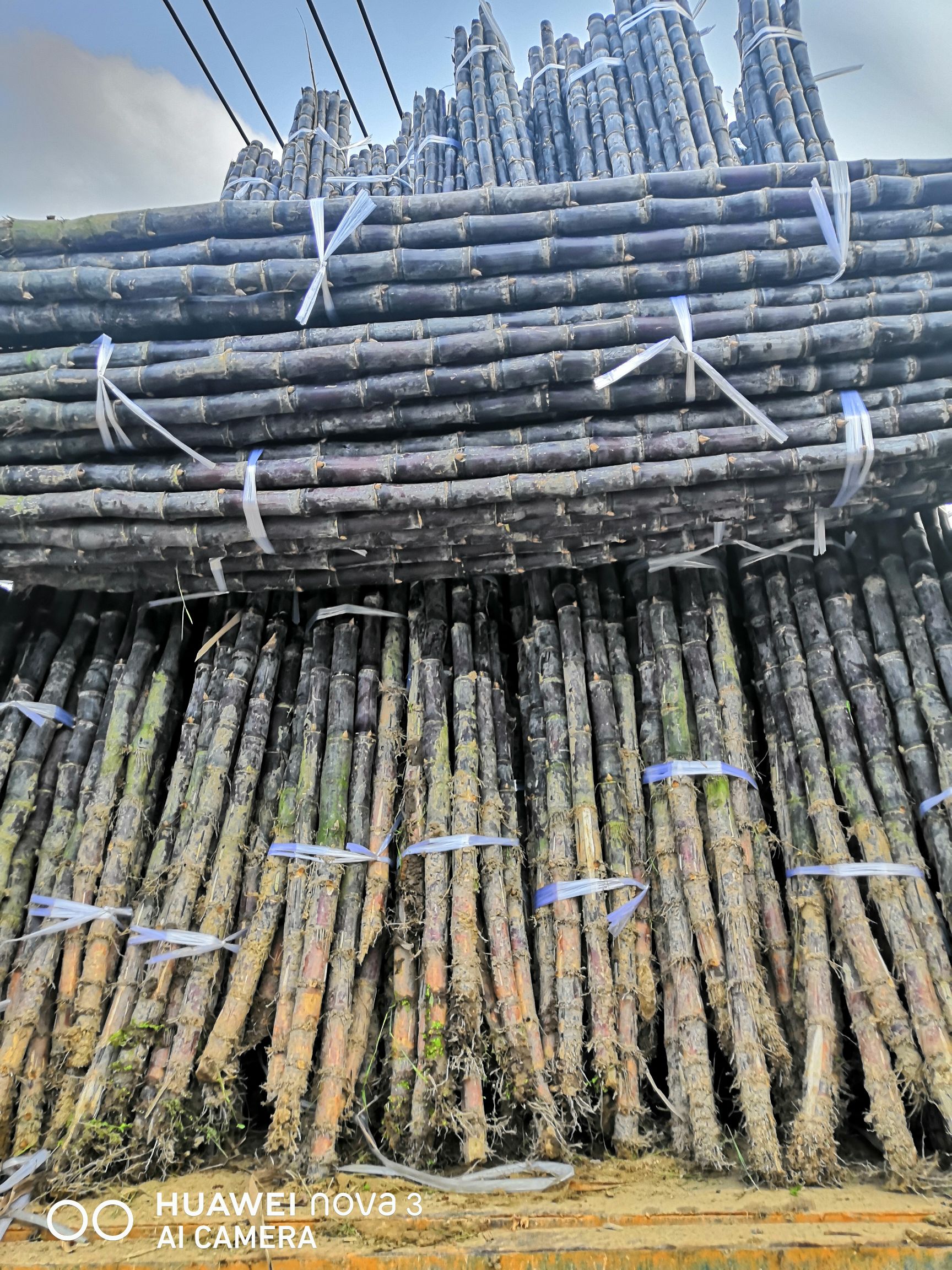  广西黑皮甘蔗180*7755*9230