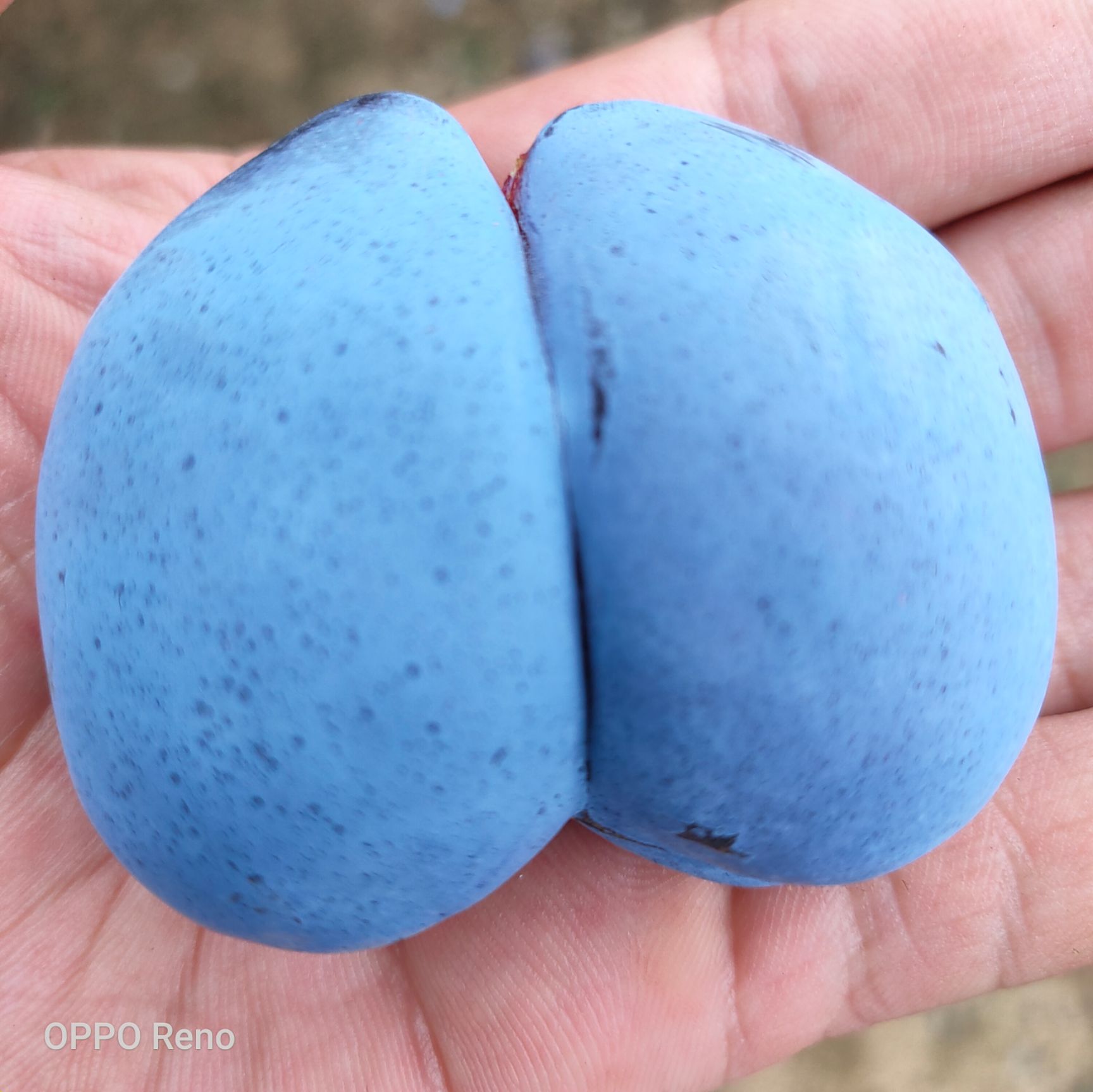  蓝蜜西梅苗