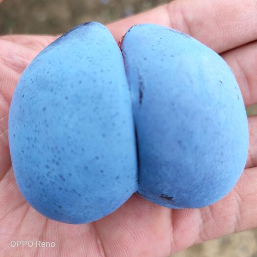 营口 蓝蜜西梅苗