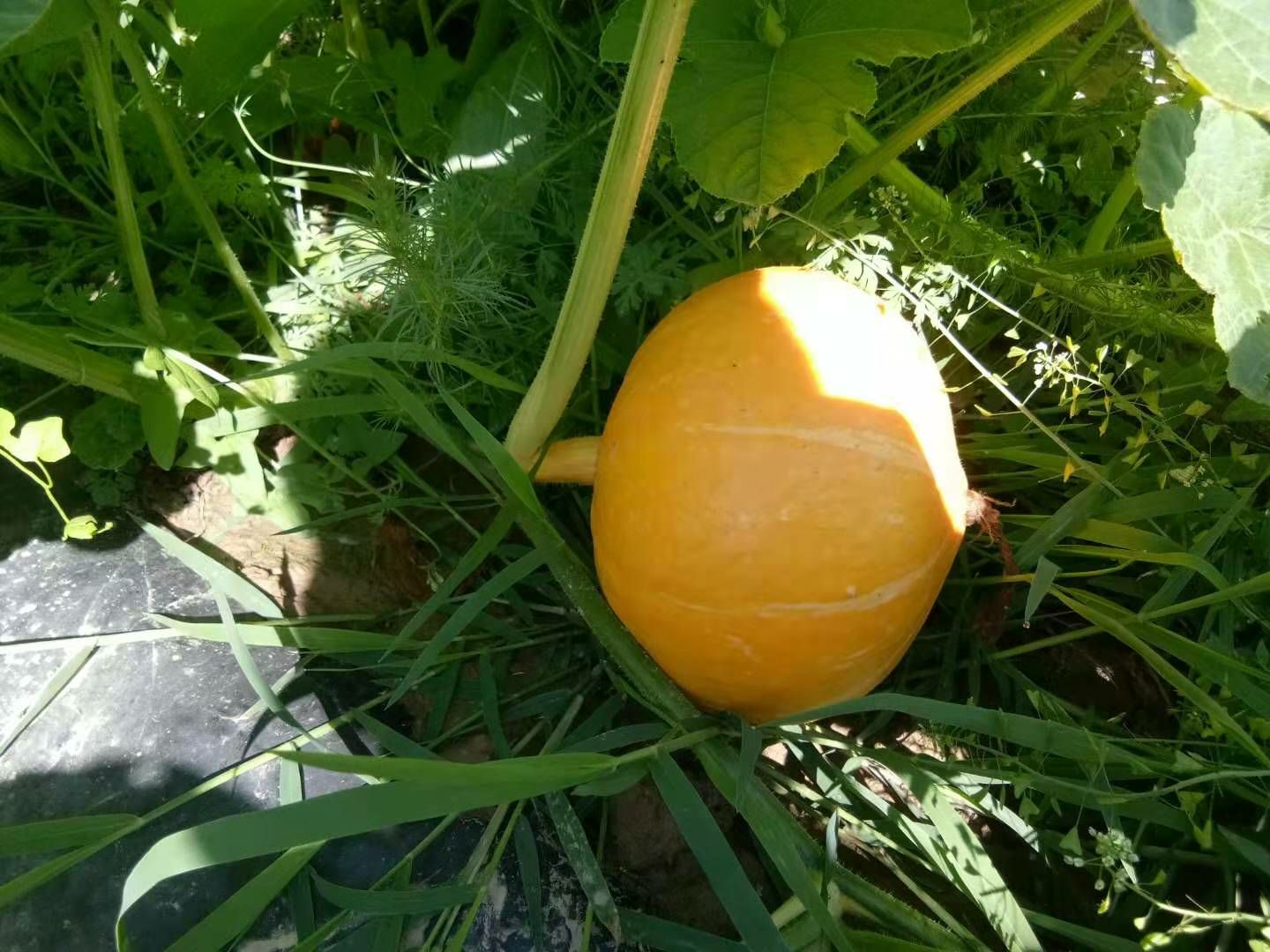  精品红板栗南瓜