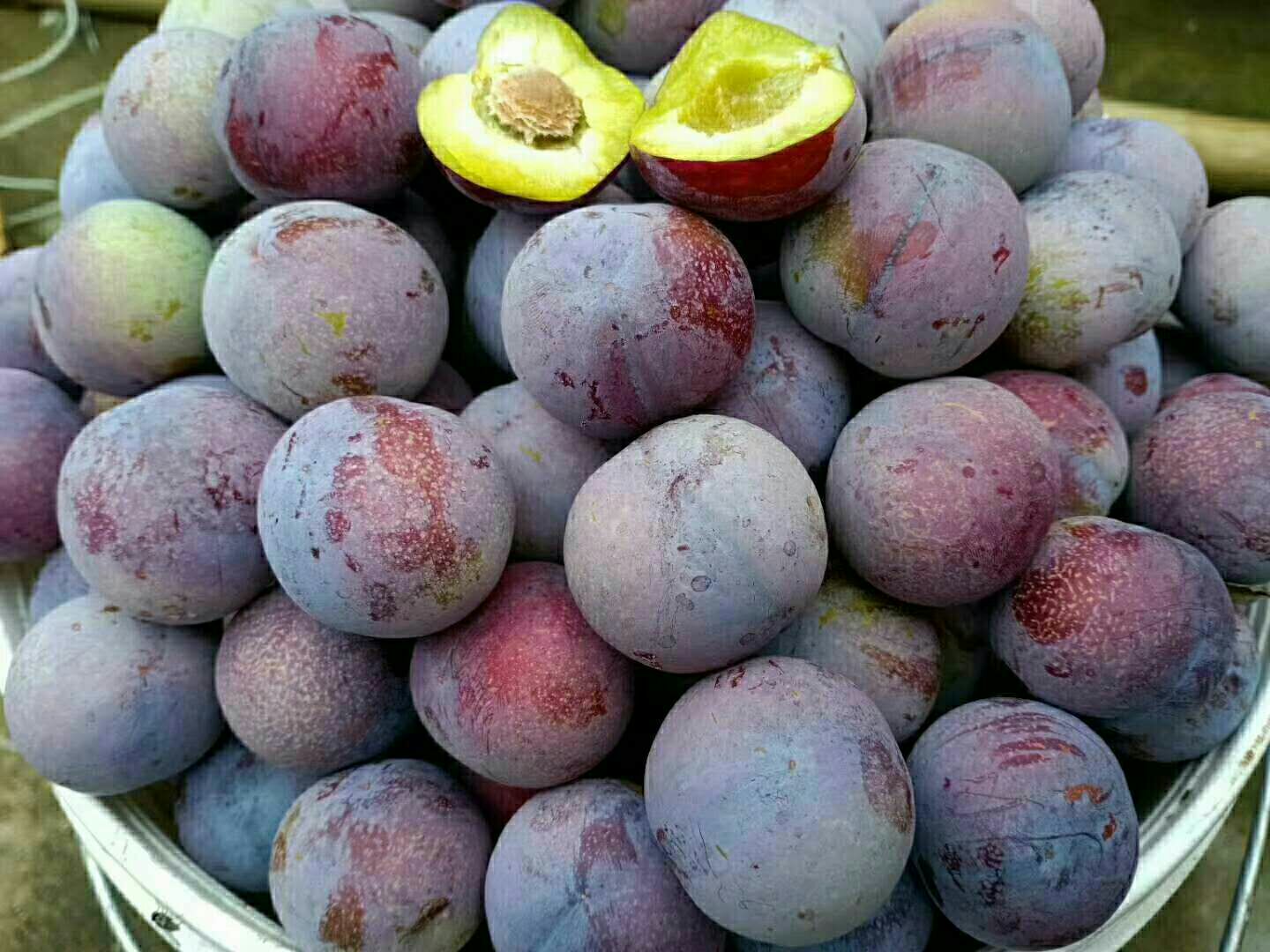 脆红李 大量上市，承接各大微商电商平台，一件代发，