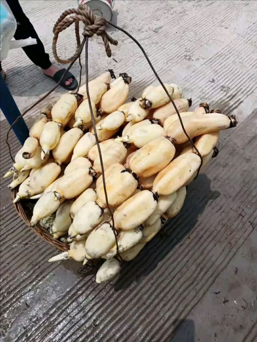 鄂莲5号 福建省宁德市蕉城区 水洗藕