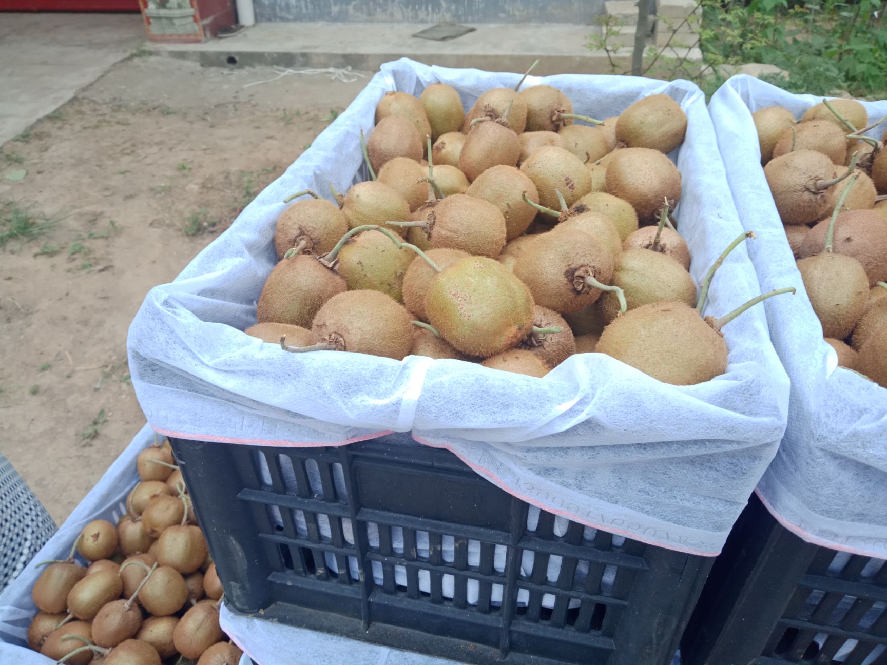 徐香猕猴桃 徐香弥猴桃高中低档！火热买卖交易中！客户积极性高