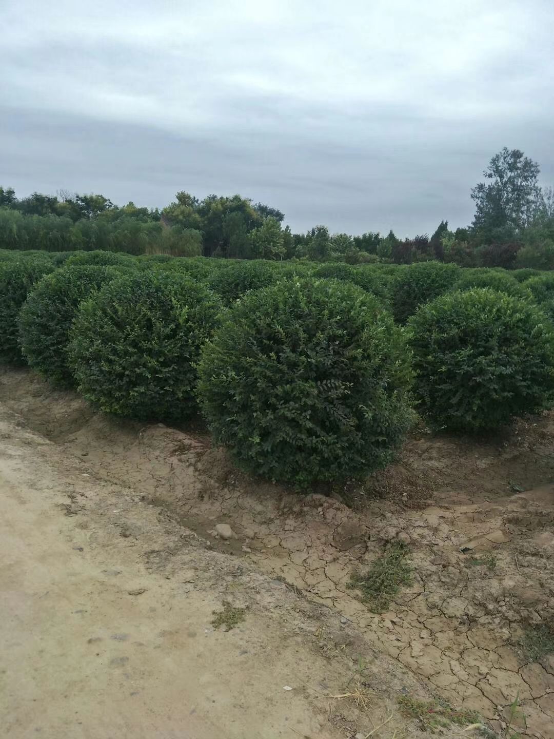  小叶女贞球批发基地 绿篱苗1米～1.5米价格