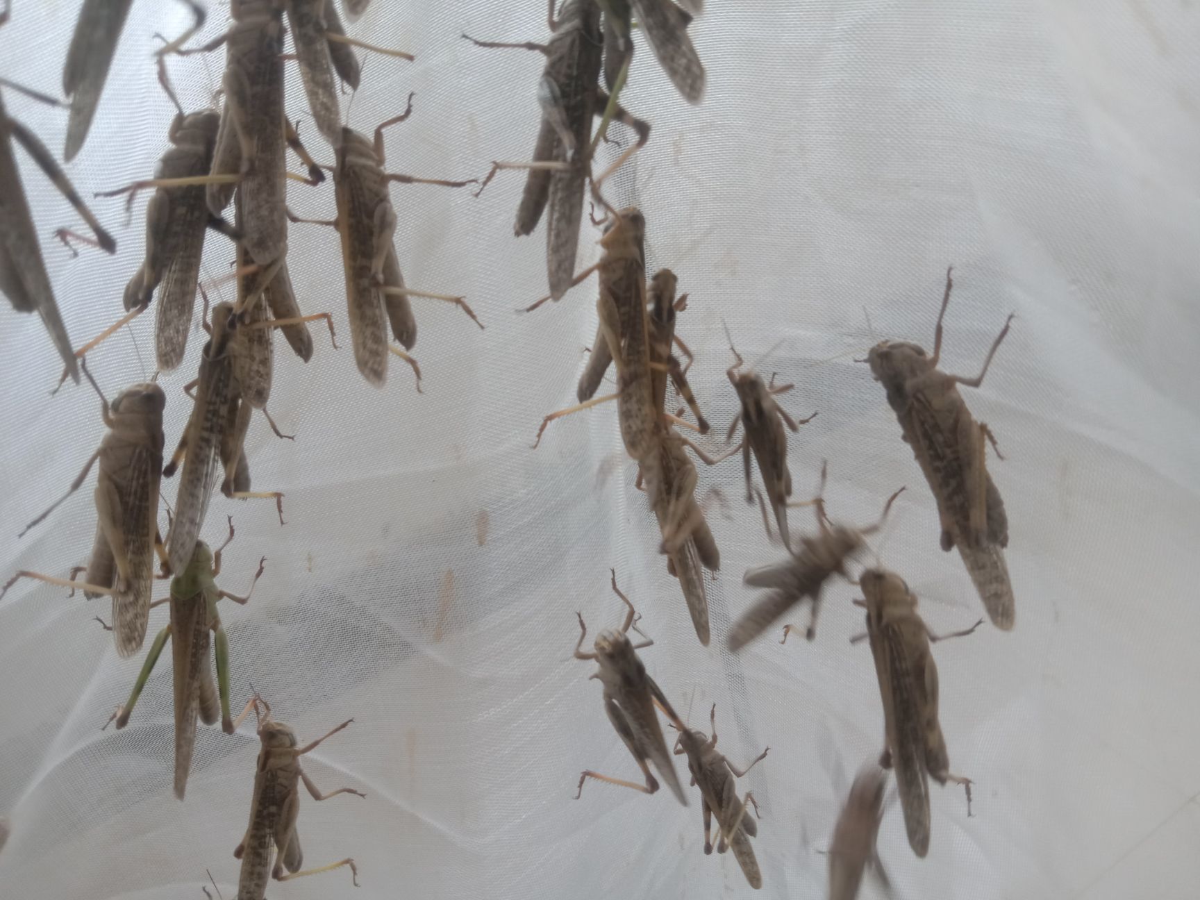 东亚飞蝗 活体。