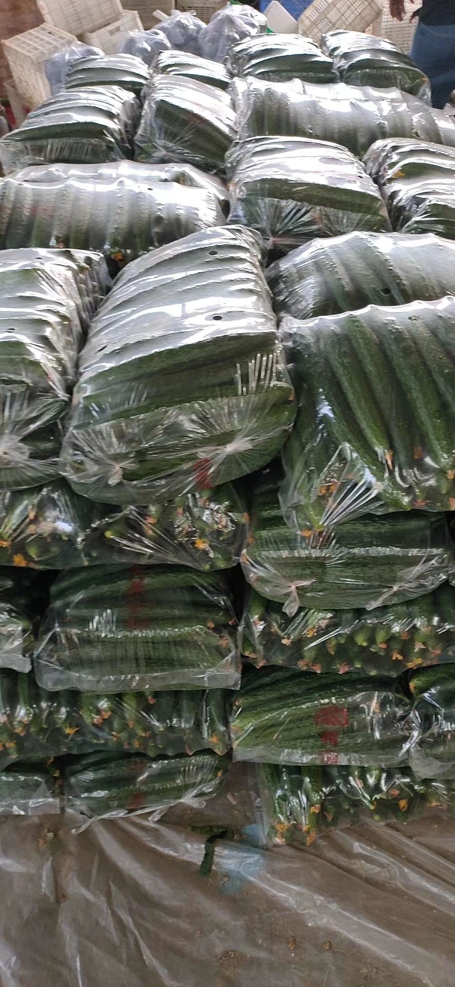 嫁接黄瓜 质量好，价格便宜，量大，欢迎老板采购