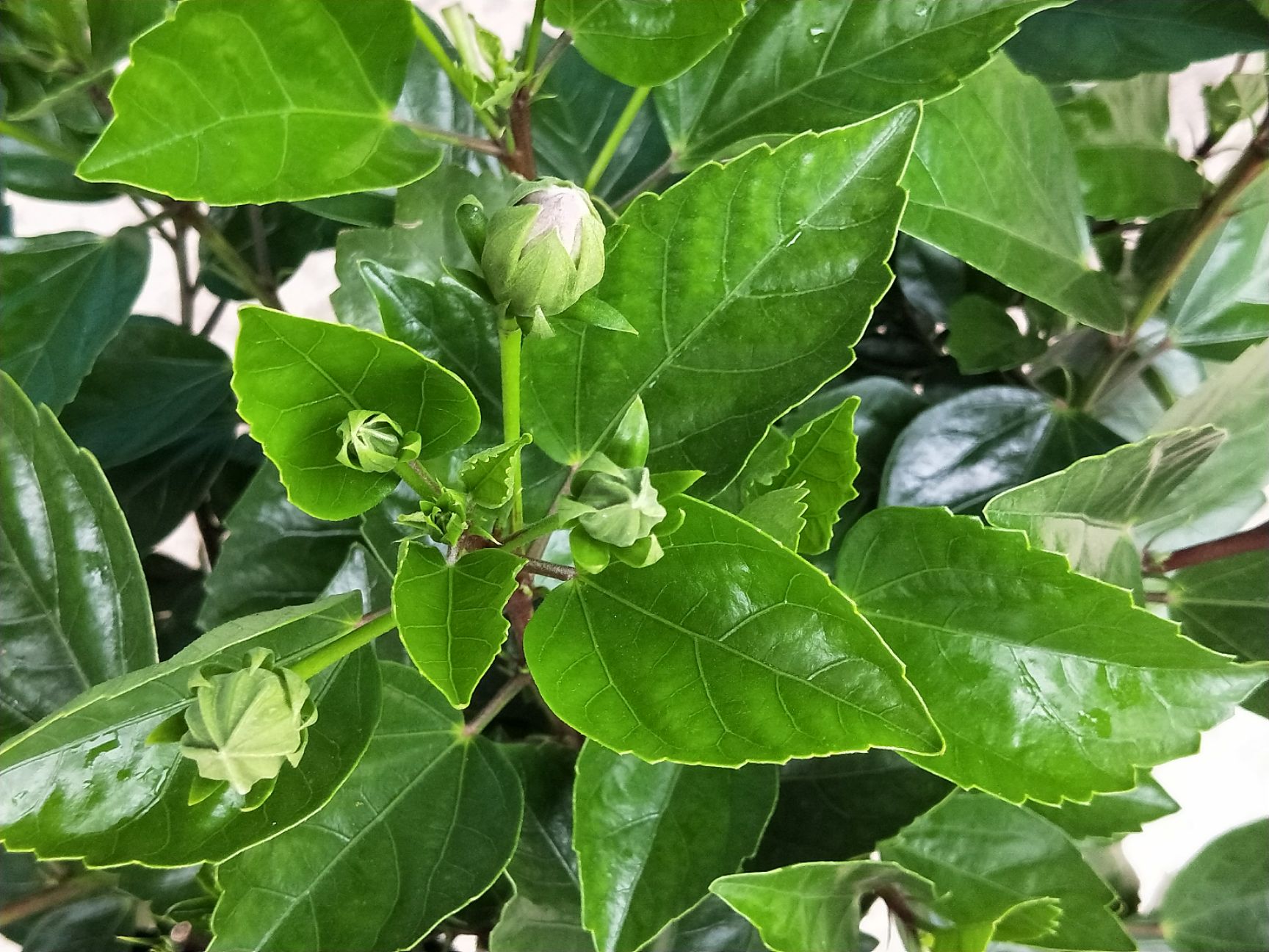  扶桑花 朱槿、佛桑、佛槿、大红花、赤槿 盆栽