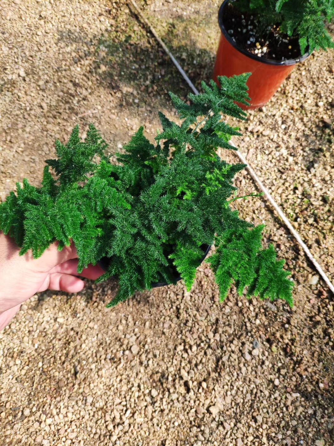 唐竹 唐山矮生文竹原盆原土