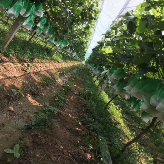 澧县阳光玫瑰 一箱起批，顺丰包邮，价格另议