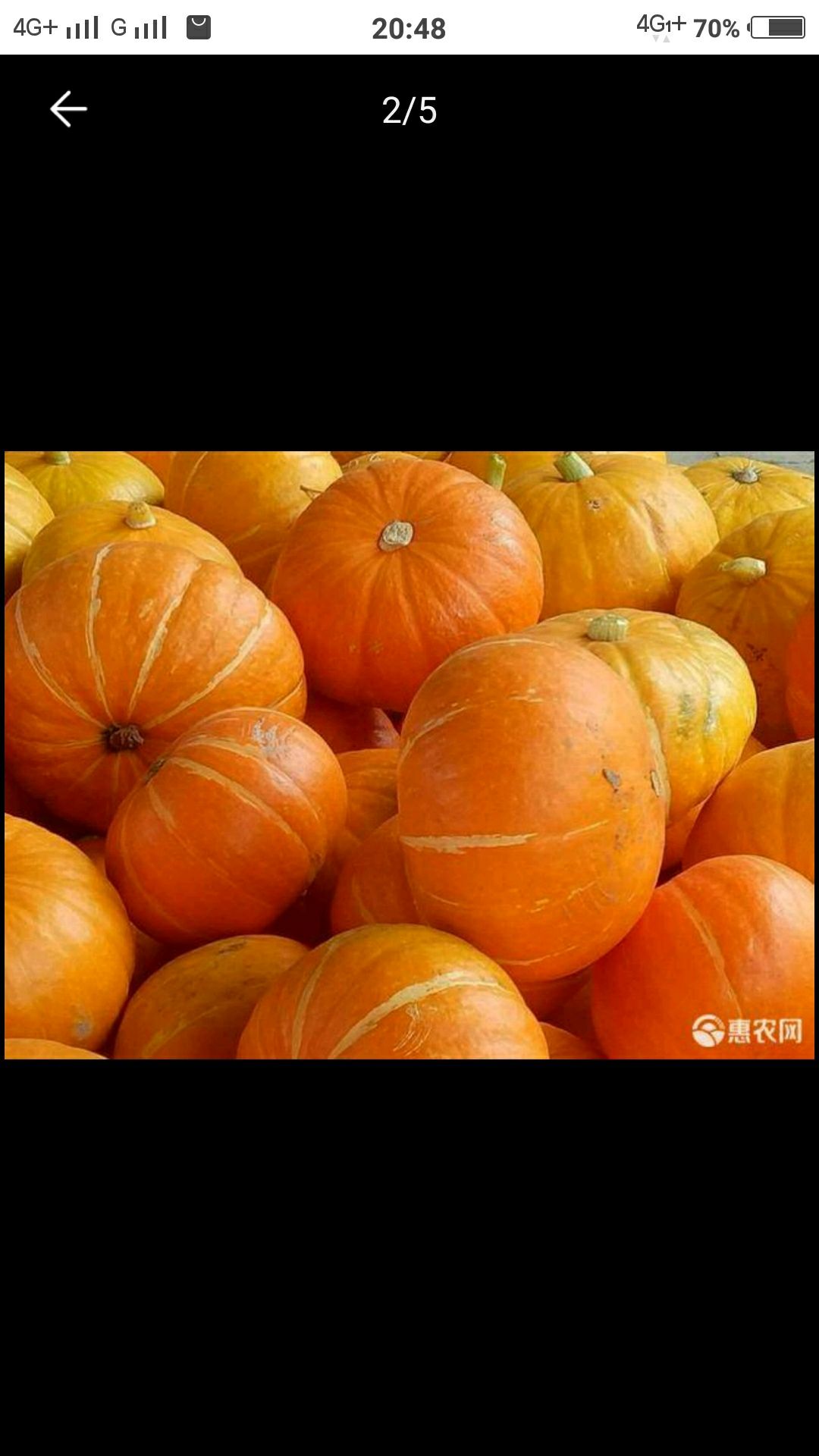  精品红板栗南瓜