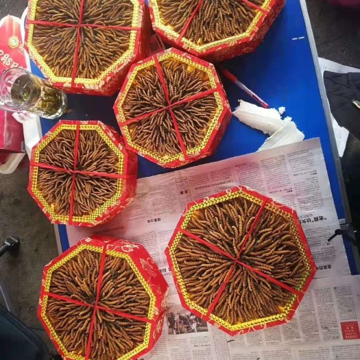 雅江县 冬虫夏草