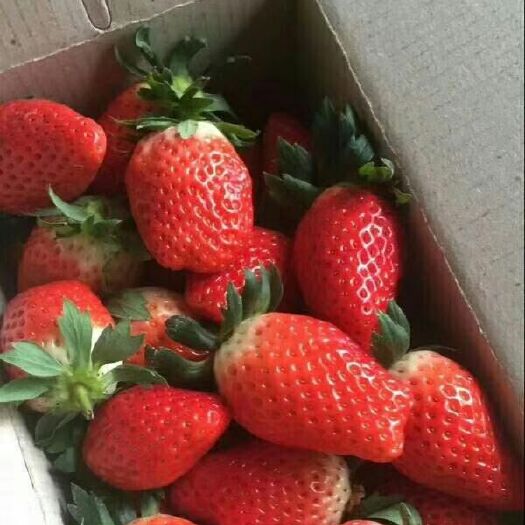 泰安凤岐草莓苗基地批发章姬草莓苗牛奶草莓苗 根系发达成活率高丰
