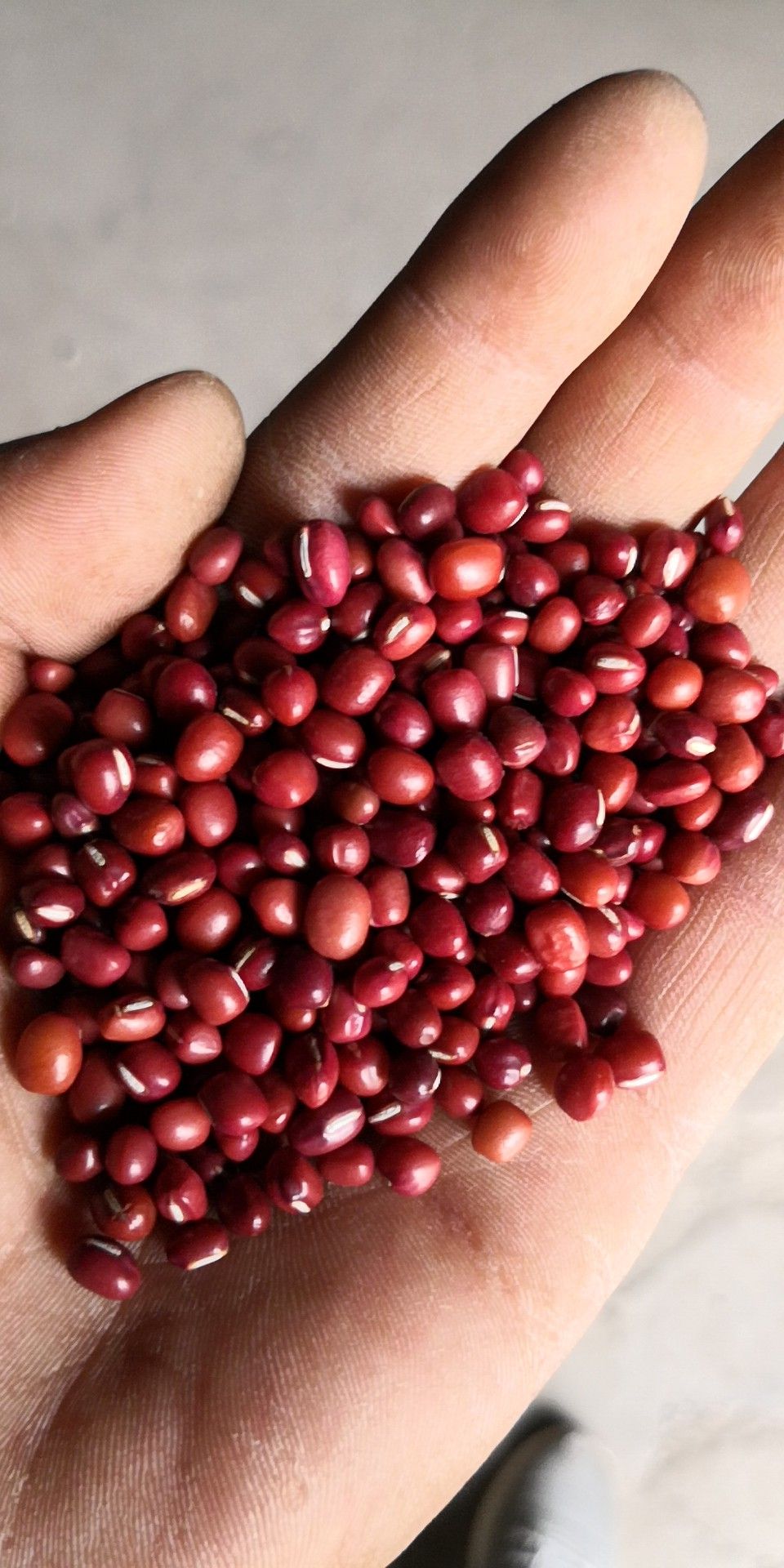 红小豆