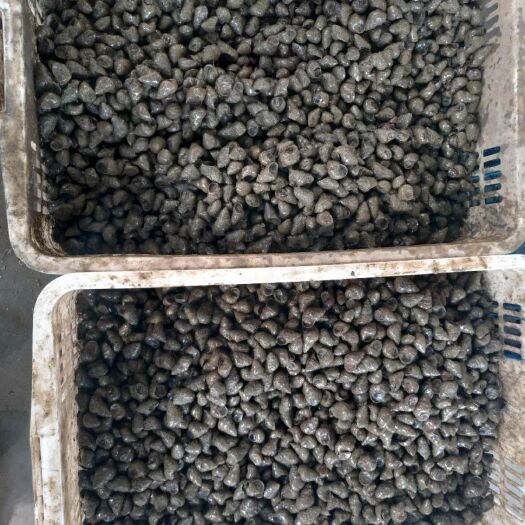 江陵县泥螺 优质石螺，1.5硬规格，每天供应600斤