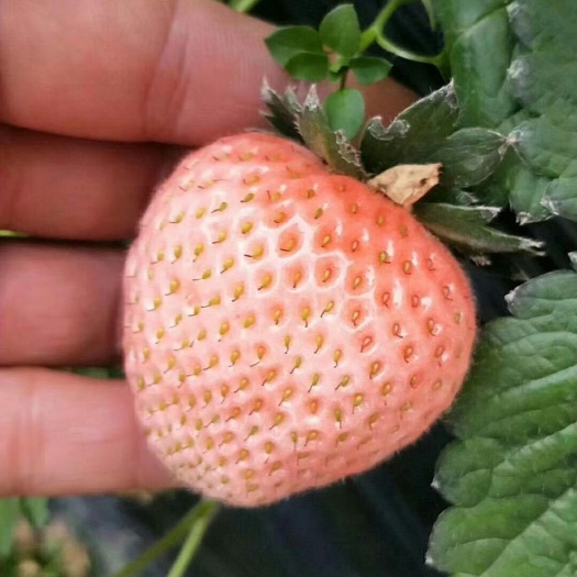 泰安山东凤岐草莓苗基地批发桃熏草莓苗适合新疆地区种植脱毒无病害