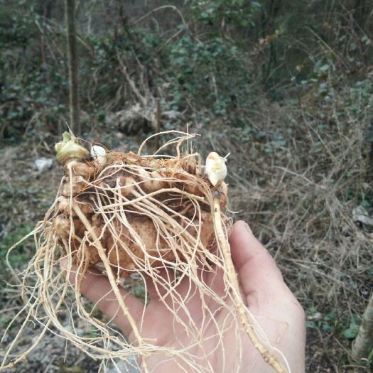 宣恩县竹节参