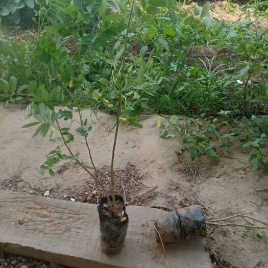  紫穗槐营养杯苗