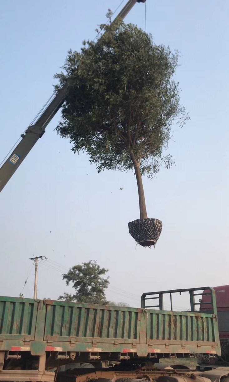  国槐价格，1-30公分国槐价格