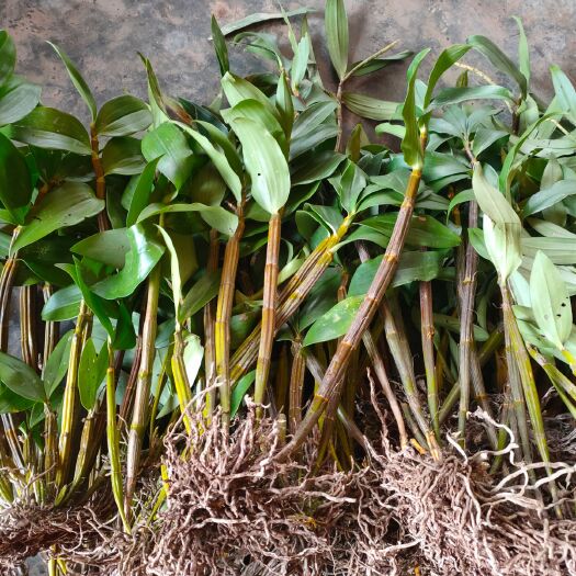 镇康县球花石斛苗 球花石斛