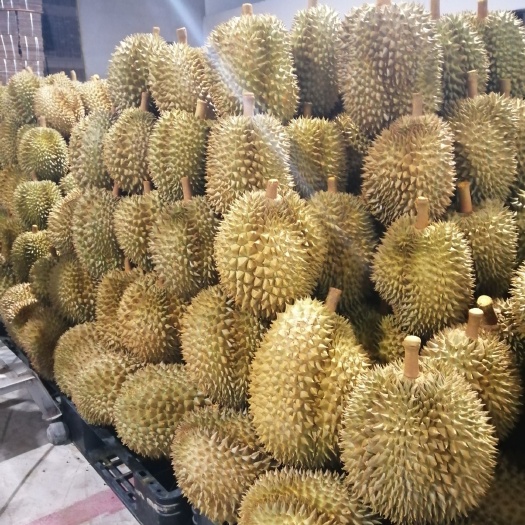 景洪市 泰国金枕榴莲，可发小卡（160箱），可发整柜（960箱）！