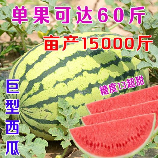  【巨型西瓜种子】高产甜早熟四季播特大无籽农科院特大水果西瓜