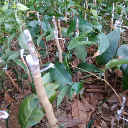灵山县 自家基地，嫁接无核荔枝苗圃