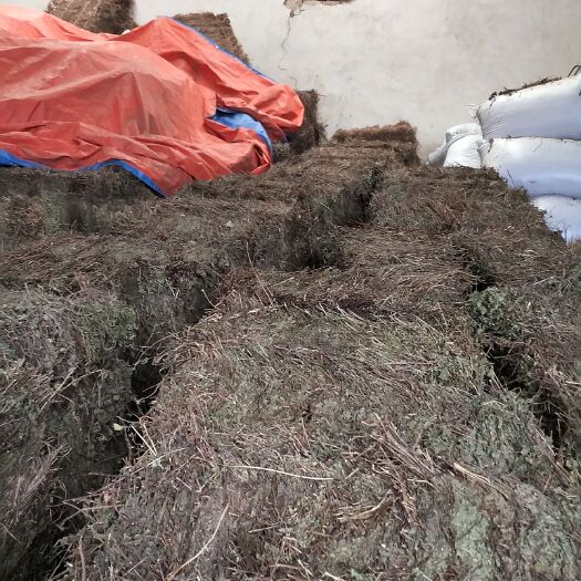 枣阳市薄荷 干