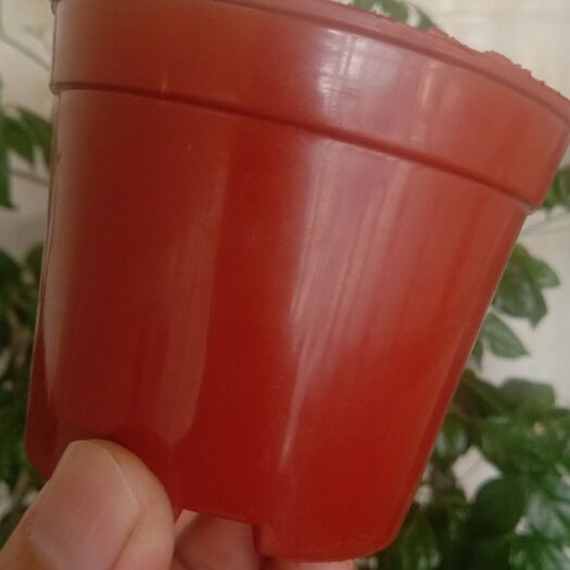广州花钵/花箱 红美花盆，口径，8.5/高度7cm/包邮