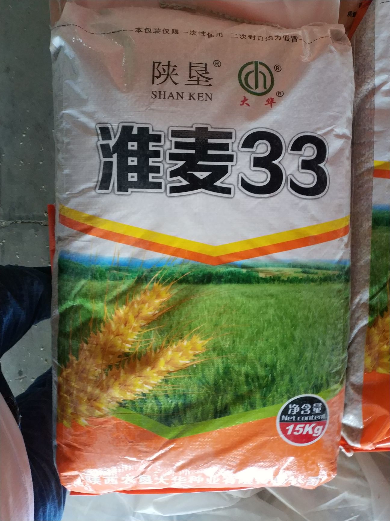 小麦种子 关中地区小麦种