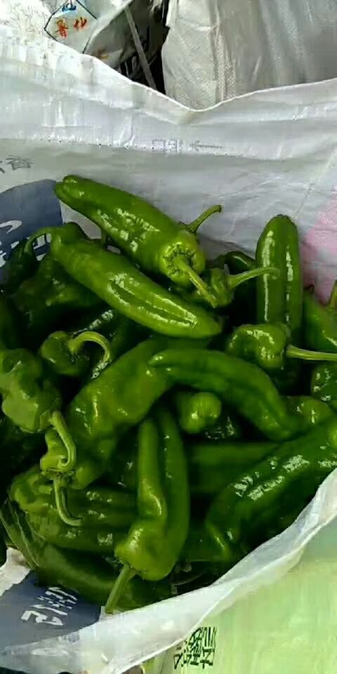 夏邑县青泡椒  辣椒大量供应。