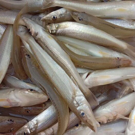 湛江深海海鲜 各种品种冰鲜鱼，一手货源需要来