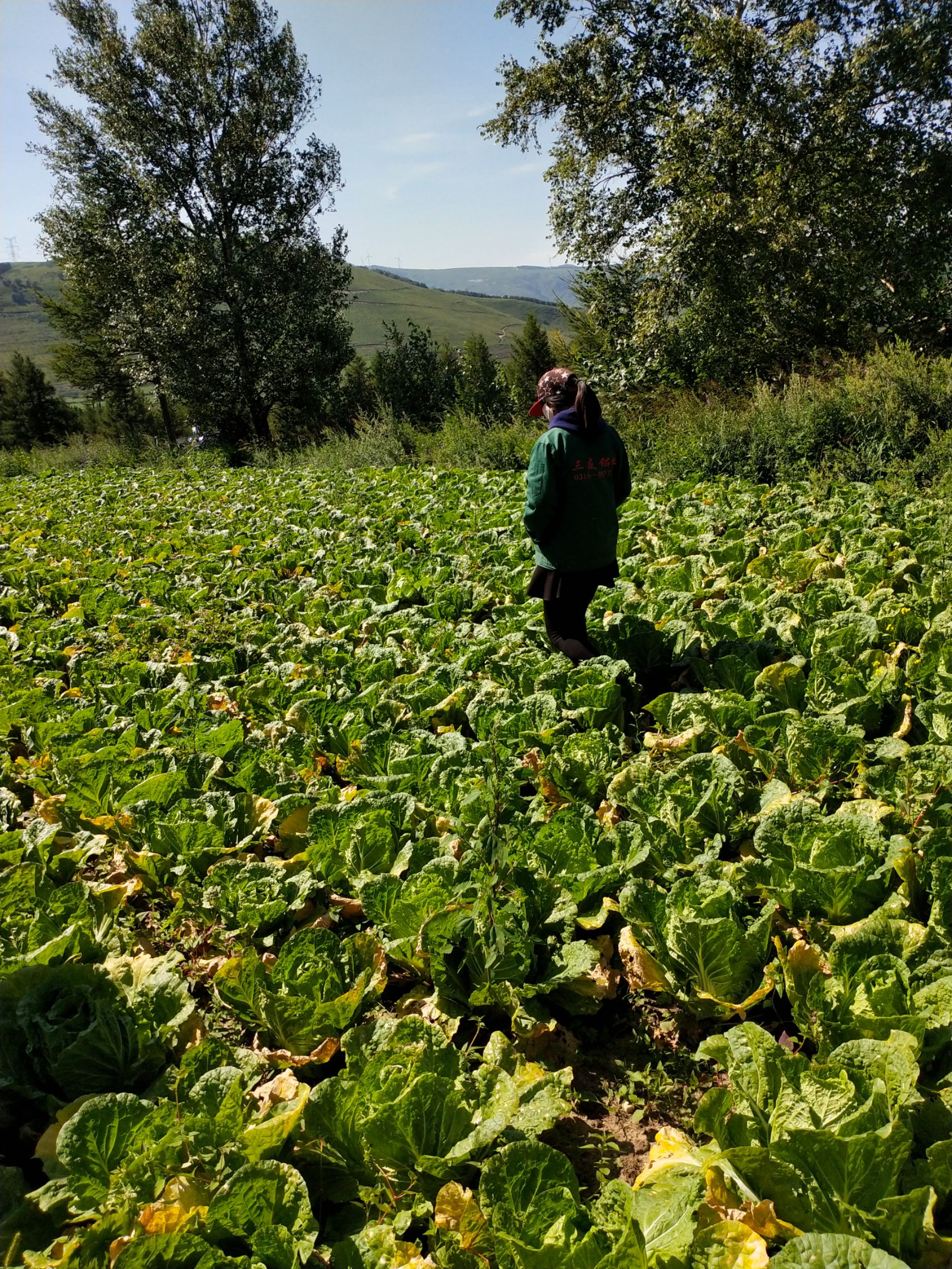 黄心大白菜，优质精品，需要的联系