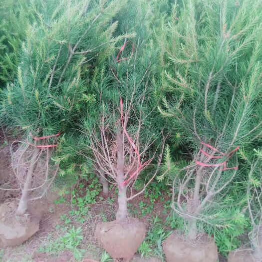 周至县陕西白皮松  优质大田一米五枝条均匀，颜色正绿无烧枝