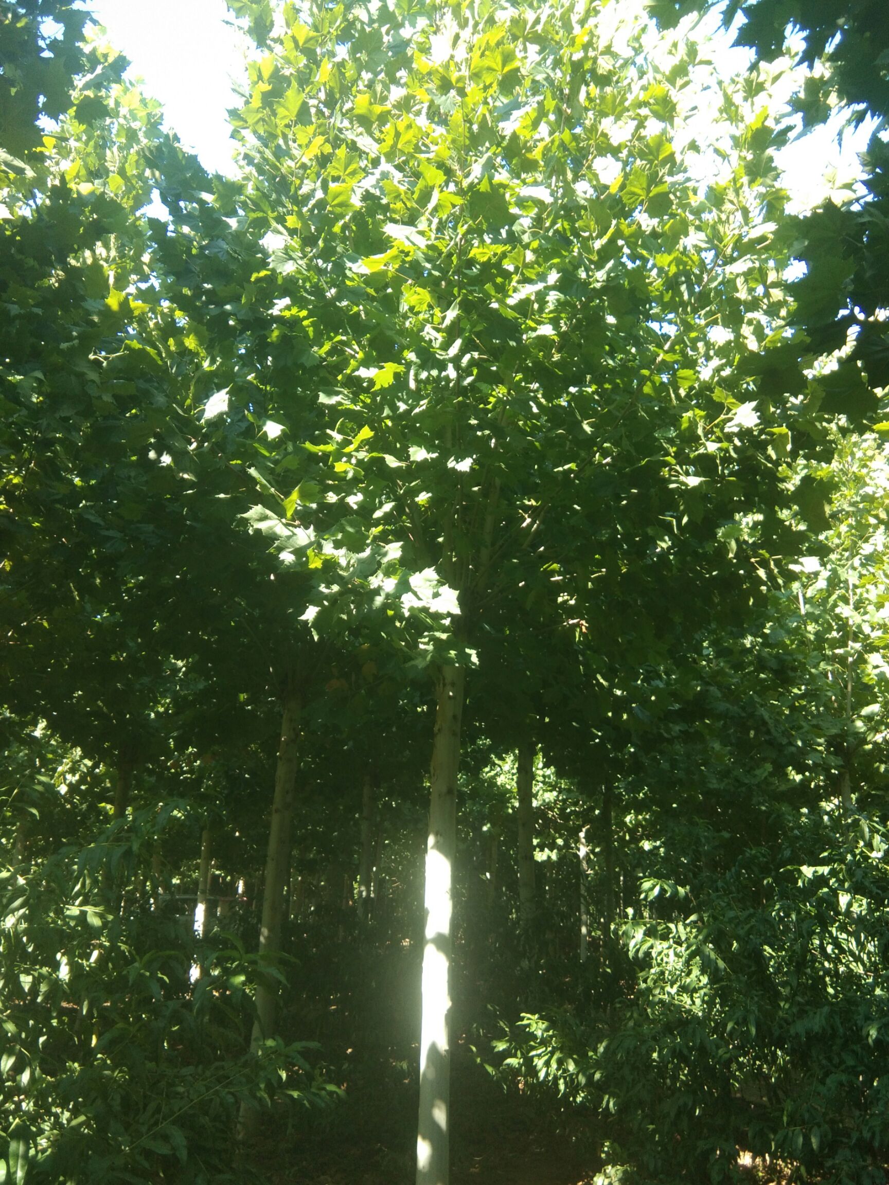 速生法桐