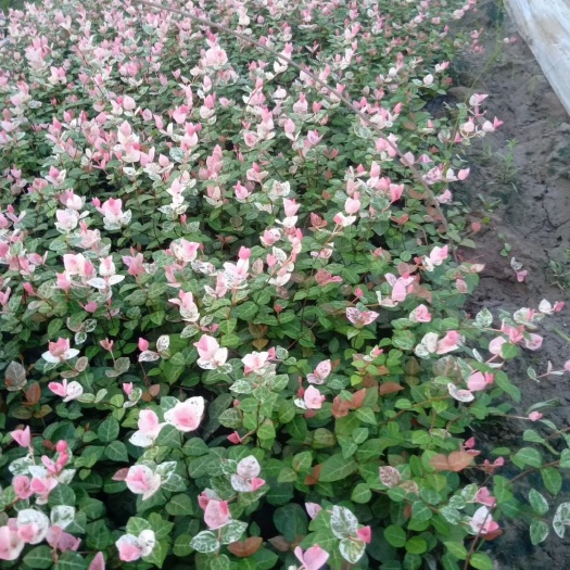 杭州 花叶络石基地大量供应！