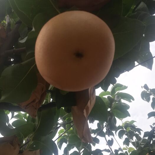 莱阳市 专业供应秋月梨