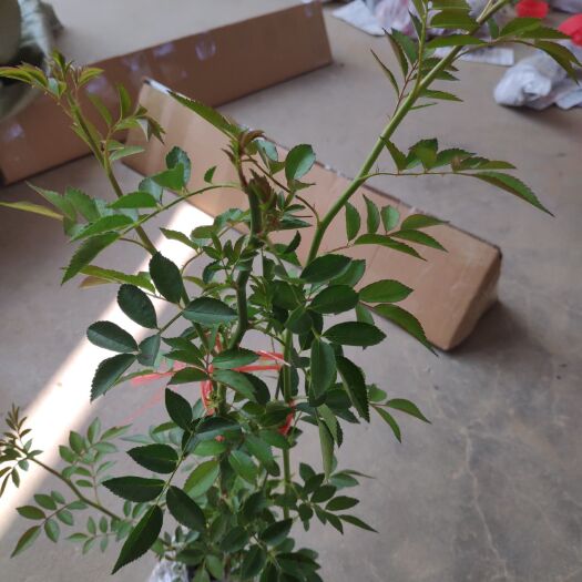 沭阳县 红木香大苗子