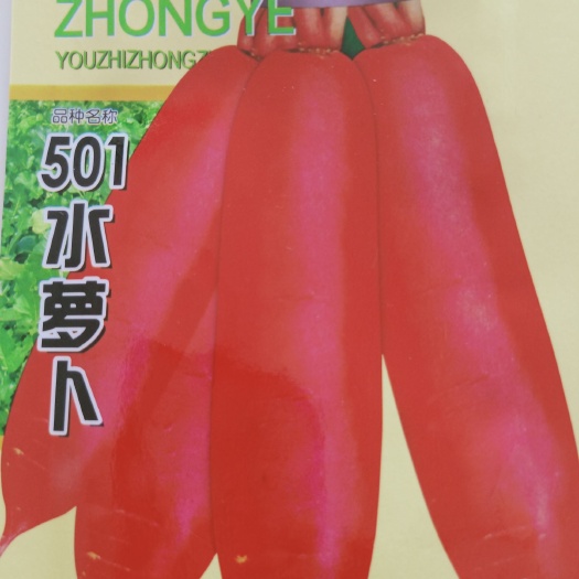 沭阳县 501水萝卜种籽品种多价优